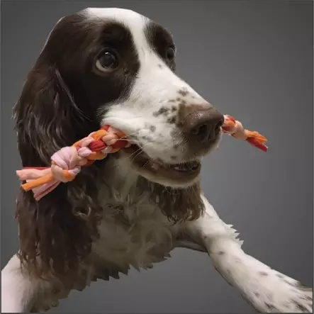 Koiran vetolelu Taavi 20cm - Hundeleker - 6438406010110 - 2