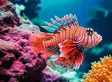 Palapeli Red Lionfish - 500 palan palapelit - 4005555013341 - 2