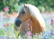 Palapeli Wildflower Pony XXL - 300-brikkers puslespill - 4005556132942 - 2
