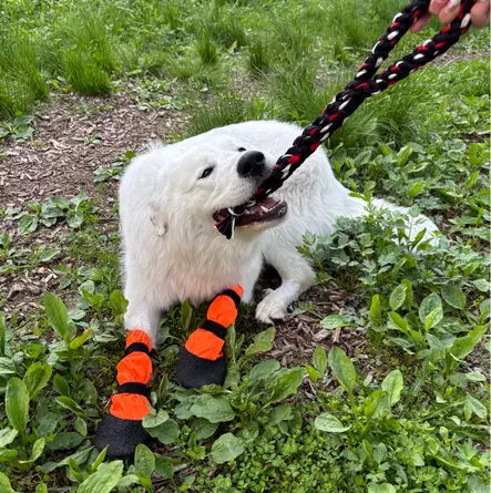 Koiran vetolelu kahvalla Taavi 35cm - Hundeleker - 6438406010523 - 2