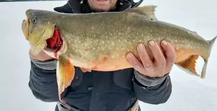 Katkaperholajitelma "Näätämö Survival Kit" - Pilkit - 3912300015929 - 2